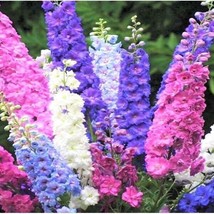 50 ROCKET MIX DELPHINIUM SEEDS PERENNIAL GARDEN FLOWER SEED FLOWERS - $12.29