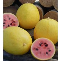 50+ Golden Midget Watermelon Seeds | Sweet Early Yellow Variety - $16.50