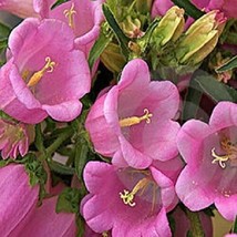 50 SEEDS PINK HEIRLOOM CAMPANULA CANTERBURY BELLS PLANT FAST HEIRLOOM SE... - $8.35