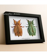 Walking Leaf Phyllium Pulchrifolium Two Rare Forms Framed Entomology Shadowbox - $231.31 CAD