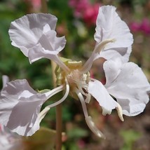 Fresh USA Seller White Mountain Garland Seeds Fresh Organic Clarkia Elegans Clar - $7.98