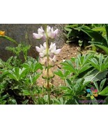 25+ Chick Lupine Seeds - £6.69 GBP