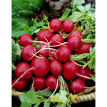 Berynita Store Radish Early Scarlet Globe 125+ Vegetable Seed Organic Heirloom N - $8.98