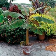 1 Pcs Musa Dwarf Cavendish Live Plant 8-12&quot; Banana Tree - £28.32 GBP