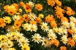 African Daisy Seeds, Glandular Cape Marigold, Bees and Butterflies, FREE... - $1.97+