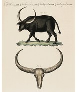 13224.Decor Poster.Home wall.Room vintage art design.Longhorn bull illus... - $23.47 CAD+