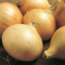 HGBO 200 Seeds Walla Walla Sweet Onion Seeds ~ Heirloomseedguy ~ 2024 ~ Nongmo F - £6.90 GBP