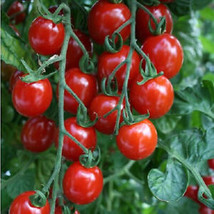 50 Seeds Apero Tomato Heirloom Vegetable Tomatoe Edible Fresh Garden - $174.94 MXN