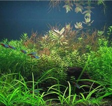 1000 SEEDS Mixed Aquatic Plants Bulk Aquarium Grass Water Mixed - $149.79 MXN