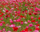 200+ Shirley Mixed Red &amp; Pink Poppy Seeds – Vibrant Garden Blooms - $16.50