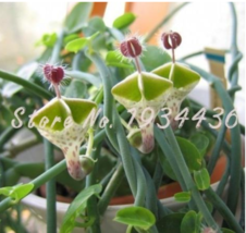 US Seller 100 Pcs Ceropegia Woodii Flowers Bonsai Parachute Ceropegia Haygarthii - £8.94 GBP