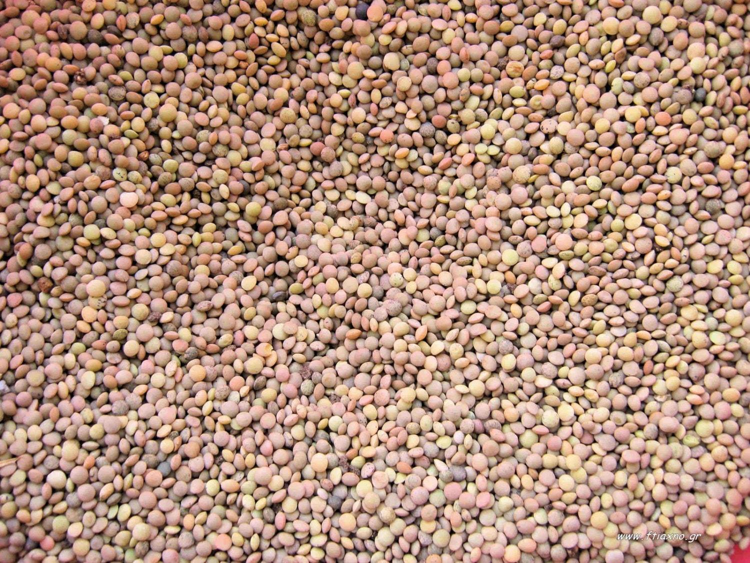 Lentil seeds - 50 or 200 seeds- code 116 Item image 2