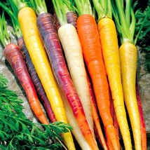 New Fresh Seeds Rainbow Carrot Mixed Seeds 100 Seeds - $13.58