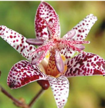 100  Imported Toad Lily Plant Outdoor Charming Perennial Bonsai Potted L... - $6.70