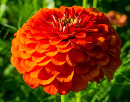 BPASTORE 100 Seeds Zinnia Orange King Double Songbirds Butterflies Non-Gmo - £7.38 GBP