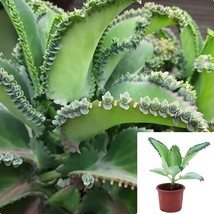 Kalanchoe Daigremon Plant 4 Inches Devil’s backbone Mexican hat Live Plant - £10.27 GBP