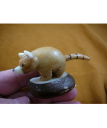 (TNE-BEA-PAR-261c) baby Red Panda BEAR TAGUA NUT Figurine Carving Vegeta... - £20.95 GBP