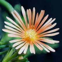 50 Seeds Apricot Shimmer Ice Plant Flower Perennial - $17.64
