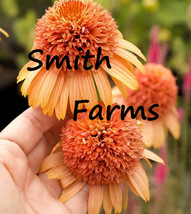 50 Seeds Peach Lg Head Coneflowers Aka Echinacea Flowers Planting Beautiful Gard - $12.49