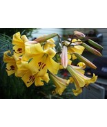 Lilies Trumpet Lily Golden Splendour Lilium Yellow Pink 3 Bulbs - £14.12 GBP
