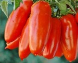 San Marzano Tomato Seeds Non-Gmo 50 Seeds Heirloom Determinate Fast Sh F... - $8.99