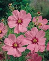 35+ Cosmos Sensation Pinkie Flower Seeds /   Drought  Tolerant - £11.43 GBP