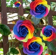 SL 200Pcs Climbing Rose Seeds - Rainbow Color - £5.01 GBP