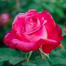 50 Pcs Heirloom &#39;Hot Wheels&#39; 5-color Rose Seedling Flower - $290.63 MXN