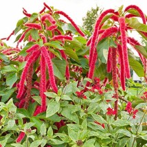 LWSTORE Amaranth Love Lies Bleeding Tassel Flower Callaloo Red Non Gmo Edible 15 - £7.07 GBP