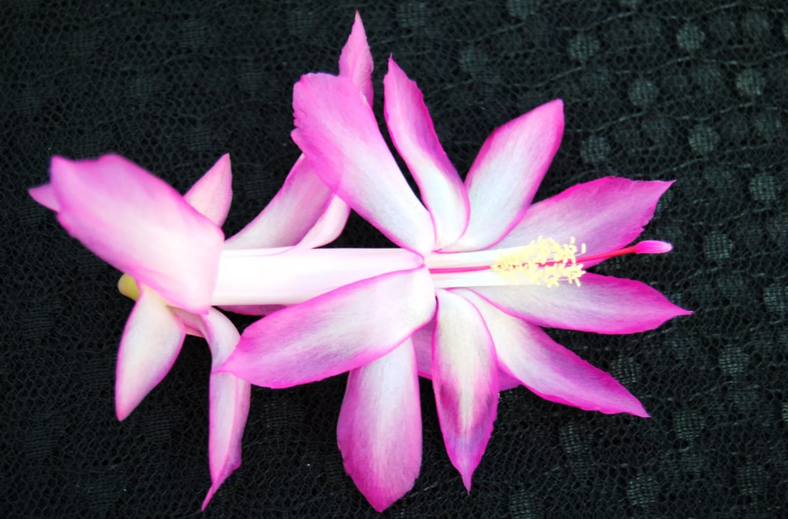 1 Live Starter Plant Plum Carnival Christmas Cactus Flower for Garden - €29,21 EUR