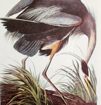 Great Blue Heron 1950 Lithograph Art Print Audubon Nature First Edition DWU14F - £23.89 GBP
