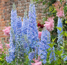 200 seeds Delphinium BLUE BELL Larkspur Flower Spikes Cut Flowers Early NonGMO - £9.42 GBP