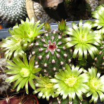 10 pcs Echinocereus viridiflorus Seeds Rare Cactus Plants FROM GARDEN - £8.38 GBP