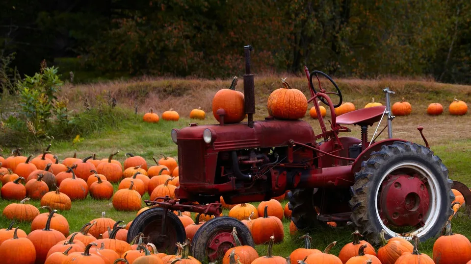 CLK 10 Connecticut Field Pumpkin, Traditional Pumpkin, Halloween Pie Herb Seeds - $8.68