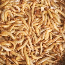 Medium Mealworms - $10.99+