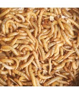 Medium Mealworms - £8.80 GBP+
