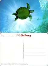 Sea Turtle Sunburst Printed on Chlorine Free Plantation Grown Paper VTG Postcard - £7.51 GBP