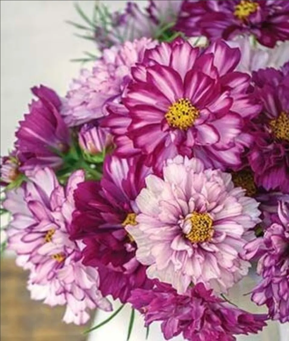 100 Seeds Cosmos Double Click Bi-Color Violet - £22.02 GBP