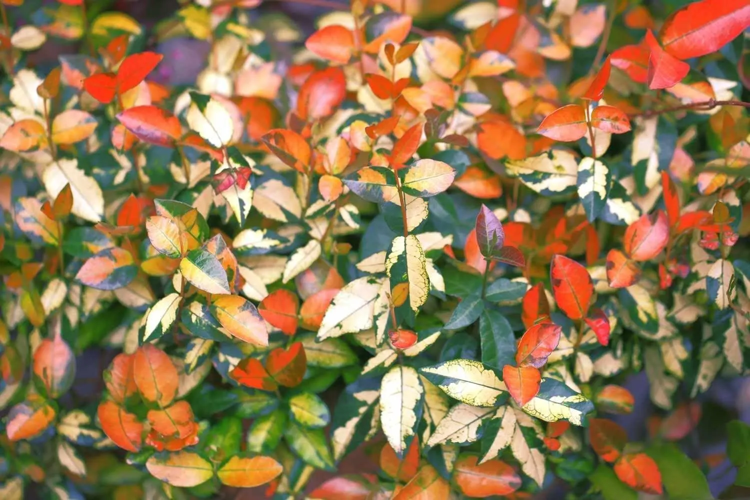 Summer Sunset Jasmine Live 4nch Pots Trachelospermum Asiaticum - $39.41