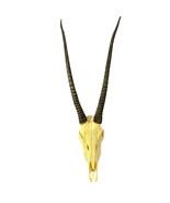 Oryx Skull - African Antelope Horn + Gemsbok Skull (36&quot; horns) - €280,92 EUR