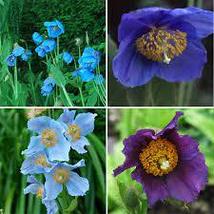 Mixed 4 Types Corn Poppy Blue Sky Blue Purple Perennial Flowers Bonsai 100 Seeds - £8.25 GBP