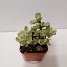 Rainbow Bush Succulent, 2 inch live plant, Variegated Portulacaria Afra image 2