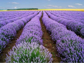 Berynita Store 200 Lavender Vera Seeds Heirloom Strong Scent Medicinal - £8.64 GBP
