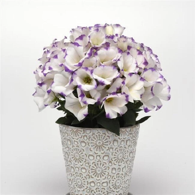 Lisianthus Seeds Sapphire Blue Chip 25 Pelleted Seeds Flower Seeds - $15.41