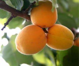 20 Seeds Buy Apricot Fruit Tree Seeds Plant Armeniaca Vulgaris For Chinese Xing - £23.12 GBP