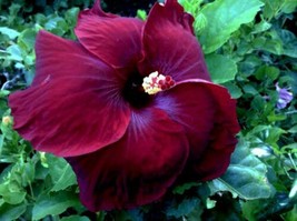 Madagascar Hibiscus Moscheutos Hibiscus Starter Seeds Rose Of Sharon Hs6806 From - $9.36