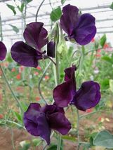30 Navy Blue Lathyrus Most Fragrant Sweet Pea Seeds Flower - £14.09 GBP