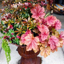 15 Wholesale Perennial Heuchera &#39;Berry Smoothie&#39; Coral Bells Live Plants Flowers - $119.85