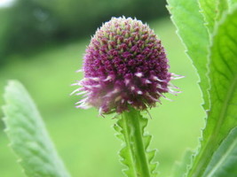 Sphaeranthus Indicus East Indian Globe Thistle Seeds Garden USA SELLER - £13.44 GBP