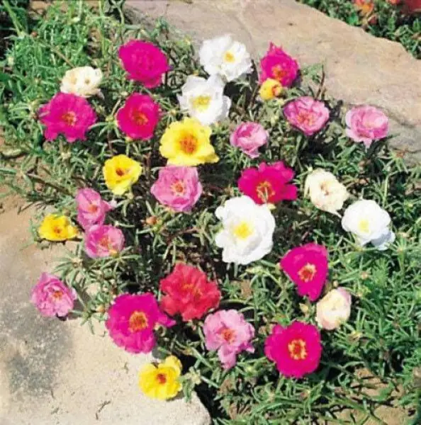 Top Seller 100 Mixed Colors Portulaca Moss Rose Flower Seeds - $14.60